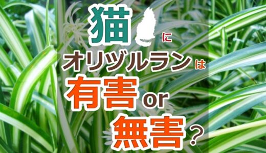 オリヅルランは猫にとって有害？注意点や簡単にできる誤食対策を解説