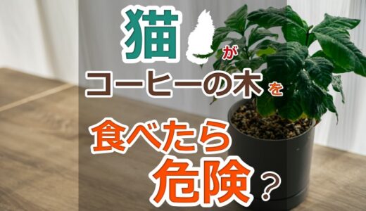 猫がコーヒーの木を食べたら危険？有害成分を含む観葉植物と対処方法