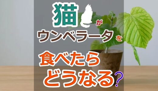 猫にウンベラータは危険？危ない理由と食べてしまった時の対処法